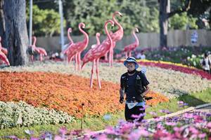 BIB: 
                            <button type="button" onclick="openModal(27769057)" class="btn btn-primary btn-sm float-right btn-popup" data-toggle="modal" data-target=".modal-high-quality">
                        <i class="fas fa-shopping-cart"></i> Add to Cart
                    </button>
                                            <button type="button" onclick="isThisMe(27769057, true)" class="btn btn-success btn-sm float-right btn-popup btn-isme hidden" data-toggle="tooltip" data-placement="bottom" title="นี่คือรูปของคุณใช่ไหม คลิกที่นี่เพื่อเอาเข้าอัลบั้ม">
                        <i class="fas fa-plus"></i> Add to album
                    </button>
                    <button type="button" onclick="isThisMe(27769057, false)" class="btn btn-warning btn-sm float-right btn-popup btn-isnotme hidden">
                        <i class="fas fa-ban"></i> Remove from album
                    </button>